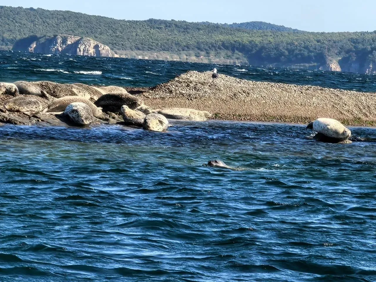 Афиша: Морское приключение на катере во Владивостоке: морские котики и мореферма во Владивостоке 10 сентября 2026