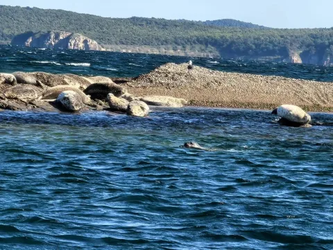 Афиша: Морское приключение на катере во Владивостоке: морские котики и мореферма во Владивостоке 26 сентября 2026