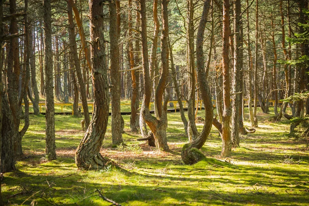Афиша: Куршская коса и орнитологическая станция в Калининграде 15 сентября 2026