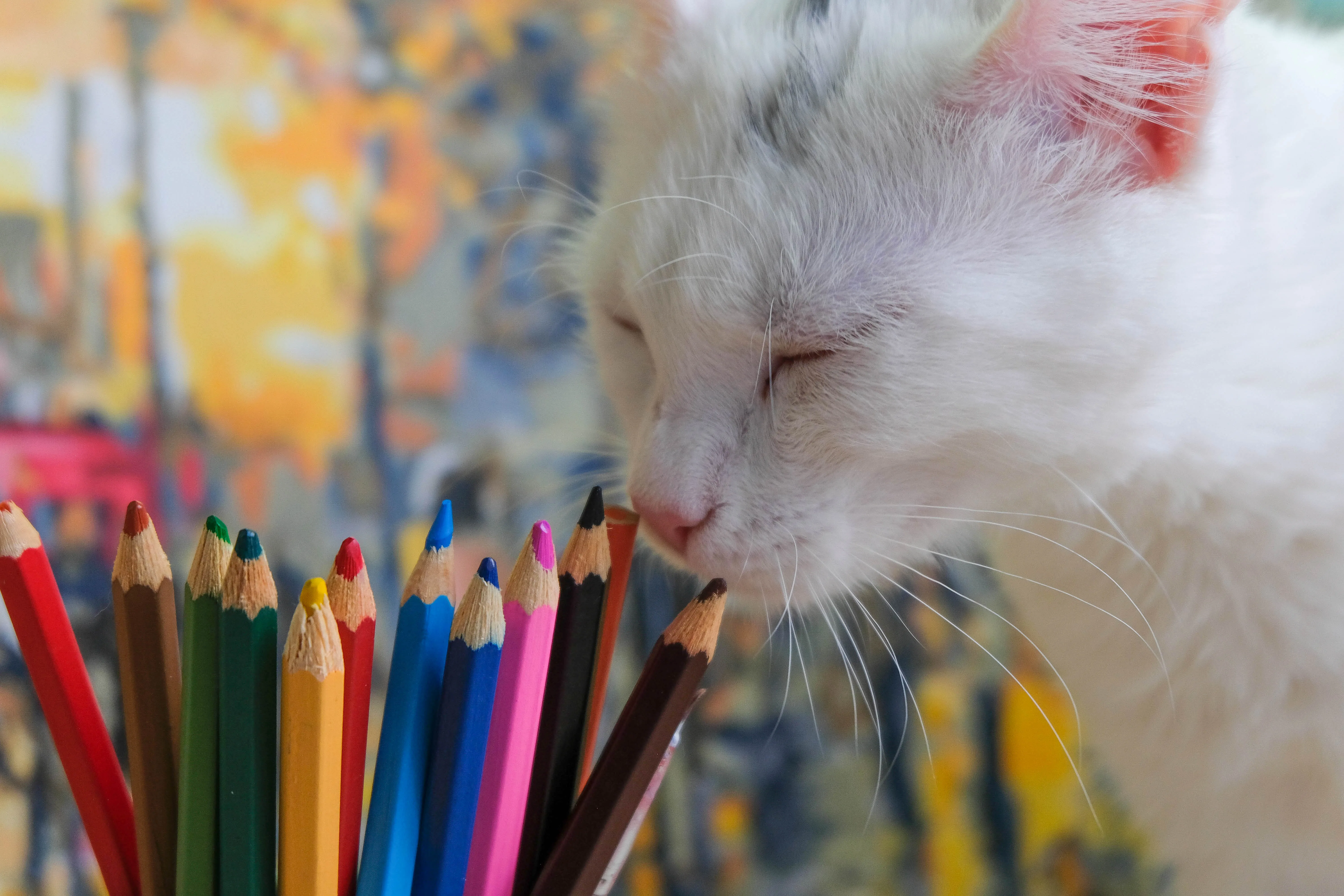 Афиша: Кошачья вселенная в Москве 25 апреля 2026