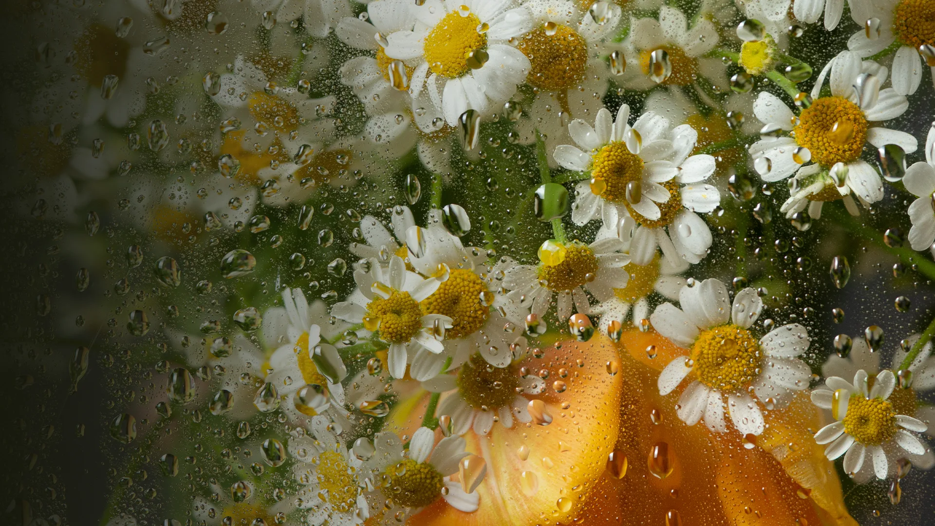 Афиша: Оркестр «Модерн». Рихтер & Эйнауди: оркестровые эскизы в Новосибирске 17 апреля 2026