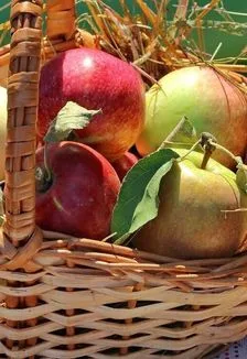 Афиша: Лето яблочко румянит: Познавательная программа в Саранске 14 августа 2026