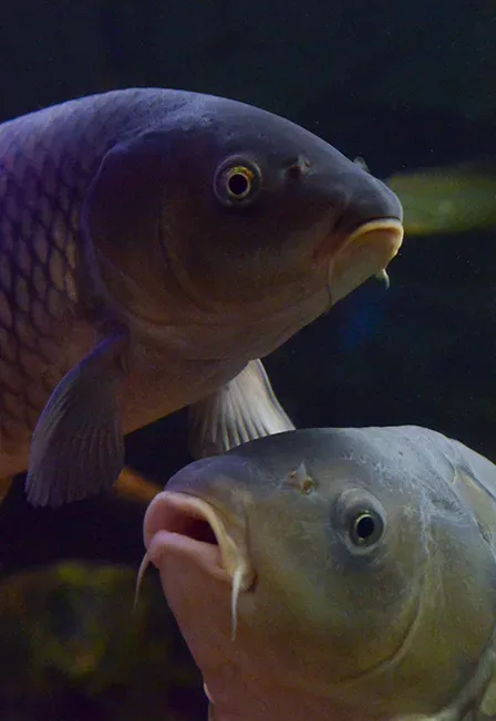 Афиша: Входной билет в Главное здание музея общий в Хабаровске 14 августа 2026