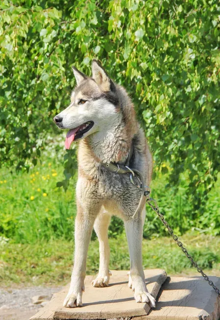 Афиша: «Карельские хаски и мраморный мир» в Санкт-Петербурге 24 декабря 2026