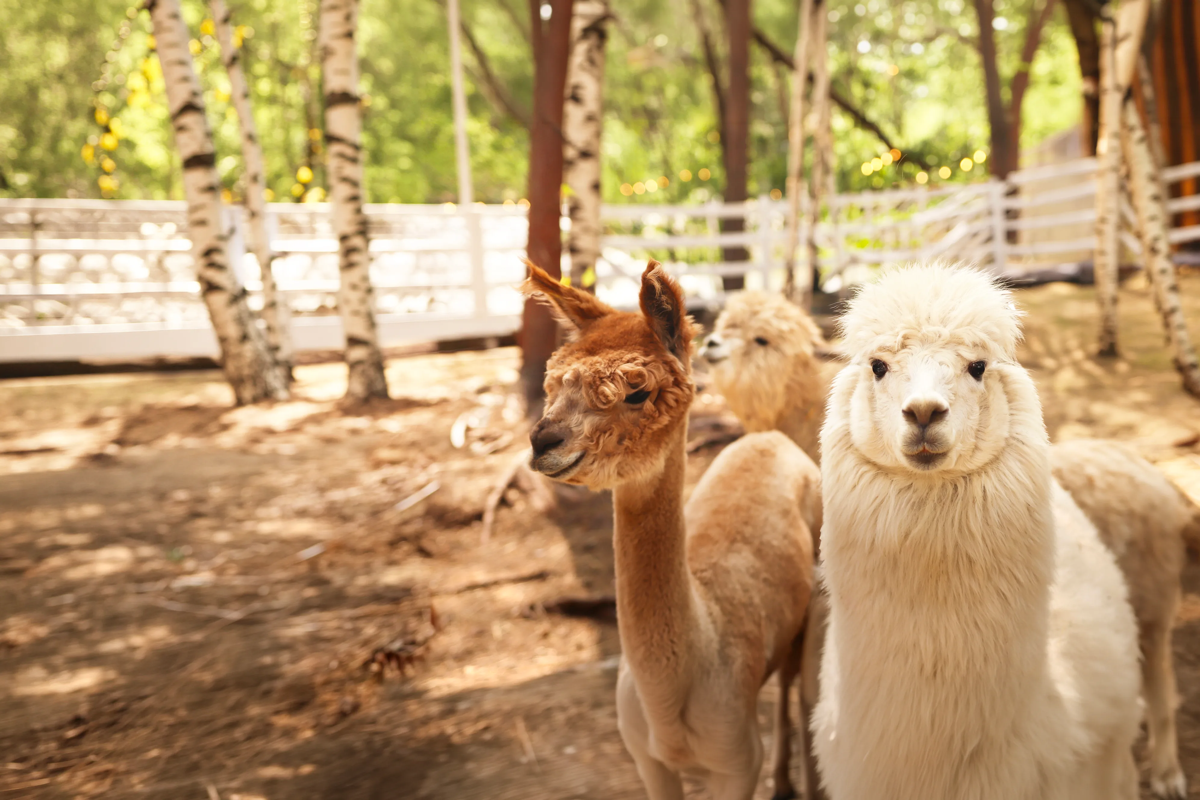 Афиша: Парк альпак «Симба» в Уфе 31 декабря 2027