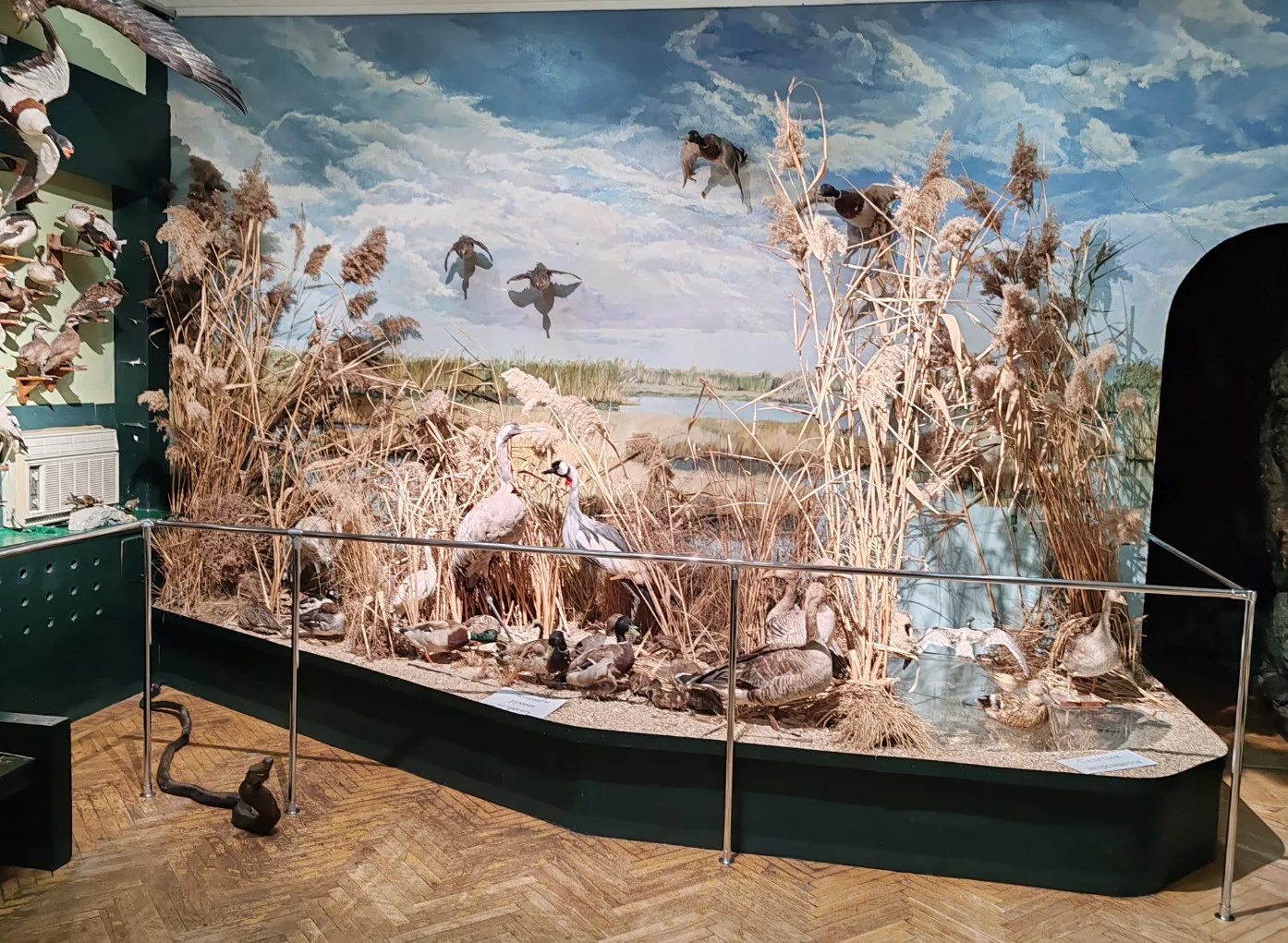 Афиша: Птицы и животные Приазовья в Ейске 31 декабря 2026