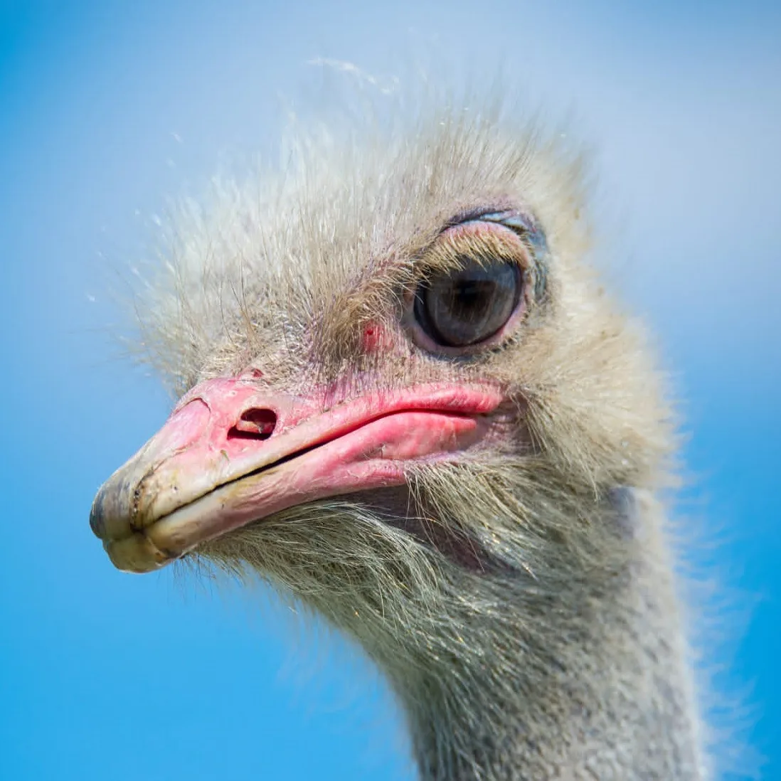 Афиша: Парк живой природы «ДоДо» в Новороссийске 27 февраля 2027