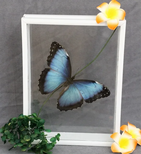 Афиша: Выставка тропических бабочек в Барнауле 31 июля 2026