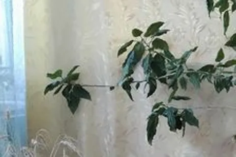 Афиша: Огненная кисть: рисуем светом на дереве. Мастер-класс в Нижнем Новгороде 26 июня 2026