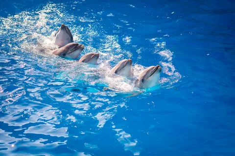 Афиша: Плавание с дельфинами в Сочи 12 марта 2026