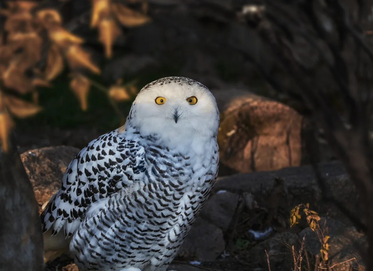 Афиша: Экспозиция животных зоопарка в Челябинске 30 ноября 2026